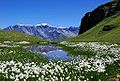 Image 17An alpine mire in the Swiss Alps (from Mountain)