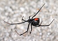 אלמנה מהמין Latrodectus hesperus