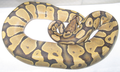 'Orange ghost' ball (royal) python