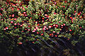 Mööskbei 'Cranberry' (Vaccinium macrocarpon, Oxycoccus macrocarpos)