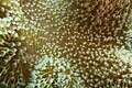 Acropora