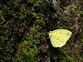 5. A fehérlepkék családjába és a kéneslepkeformák alcsaládba tartozó Eurema blanda (javítás)/(csere)