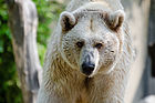 Syrischer Braunbär (Zoo Münster)