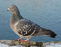 Lachmöwe (Larus ridibundus)