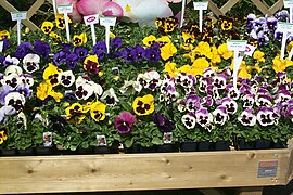 Pansy - Viola x wittrockiana