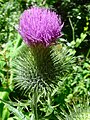 Ordnung:Asternartige Familie:Korbblütengewächse Art:Cirsium vulgare