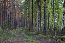 Metsatee Mustoja maastikukaitsealal