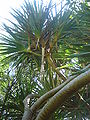 Schraubenbäume (Pandanus)