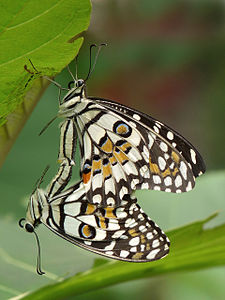 Papilio demoleus (Lime Butterfly)