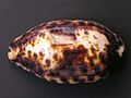 Cypraea testudinaria