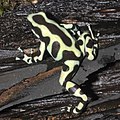 Goldbaumsteiger (Dendrobates auratus)