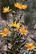 Helianthus nuttallii