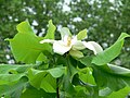 Blüte der Florida-Magnolie