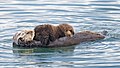 Image 4 Sea otter Photo credit: Mike Baird A sea otter (Enhydra lutris) nurses her pup from nipples on her abdomen. Native to the coasts of the northern and eastern North Pacific Ocean, sea otters eat primarily invertebrates such as sea urchins and are among the smallest marine mammals. They are vulnerable to oil spills as their primary form of insulation is thick fur. More selected pictures