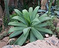 * Nomination Agave attenuata found in the Desert house, Schönbrunn palace. --MrPanyGoff 18:26, 1 March 2013 (UTC) * Promotion Good quality. --Bgag 18:42, 1 March 2013 (UTC)