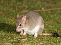 eastern bettong