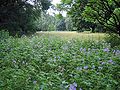 meadow in the park