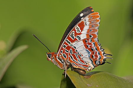 Charaxes brutus subsp. natalensis (White-barred Emperor)