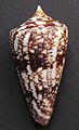 Conus amadis