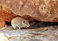 golden spiny mouse