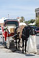 Cavall amb un civader, acoblat a un carruatge turístic