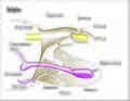 Image 7Male genitalia of Lepidoptera (from Insect reproductive system)