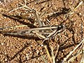 * Nomination Garden Locust (Acanthacris ruficornis ruficornis) at Tsumeb, Namibia -- Lycaon 07:33, 24 July 2007 (UTC) * Promotion Sharp and detailed. -- Ram-Man 15:32, 24 July 2007 (UTC)