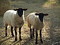 Ovelha, um artiodáctilo domesticado pelo Homem