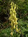 Aconitum lycoctonum subsp. vulparia.