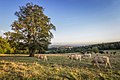 Weide am Knoten auf dem Hohen Westerwald