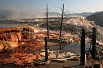 Árboles muertos en el Parque Nacional de Yellowstone