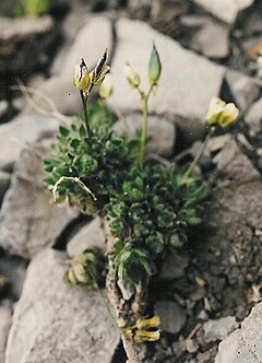 Description de l'image Draba ladina 02.jpg.