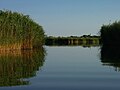 Schilf im See, im Hintergrund die Kirche von Dinnyés