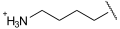 Deutsch: Struktur eines Lysinrests English: Structure of a lysine residue