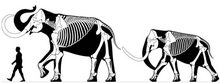 Skeletal diagram of 3.7 metre (12.1 ft) tall Columbian mammoth compared to a human