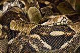 Epicrates striatus Deutsch: Haiti-Boa English: Hispaniolan Boa