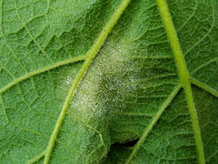 Feuille de vigne parasitée par le mildiou.