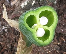 Secção transversal do ovários de Narcissus mostrando múltiplos carpelos conatos (um pistilo composto) fundidos ao longo da linha placentária onde os óvulos se formam em cada lóculo.