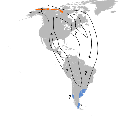 File:Numenius borealis map.svg