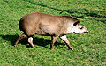 Tapir americano