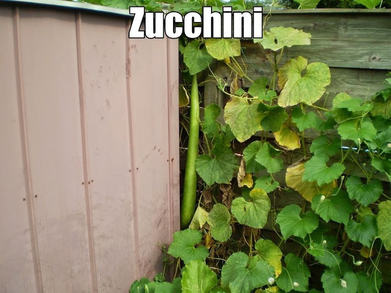 File:Big Zucchini!.JPG