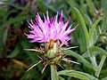 Chrpa sikavice (Centaurea calcitrapa)