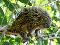 Paraguaian hairy dwarf porcupine