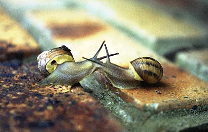 Deux escargots font connaissance avant de s'accoupler.