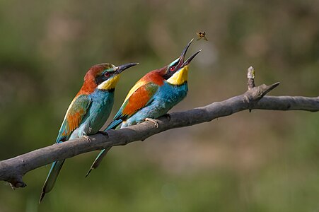 Ağaç dalına konmuş Avrupa arı kuşları (Merops apiaster). Fotoğrafta da görüldüğü gibi Avrupa arı kuşları en çok arılarla beslenir ve günde yaklaşık 250 arı yerler. Yemeden önce, arıyı defalarca sert bir yüzeye vurarak iğnesini çıkarırlar. Avrupa arı kuşları, Dünya Doğa ve Doğal Kaynakları Koruma Birliği tarafından soyu tükenme tehlikesi asgari endişe düzeyinde olan canlılar arasında sayılmaktadır. (Üreten: Pierre Dalous)