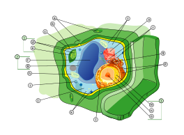 Plant cell structure svg labels.svg