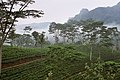 Tea plantation in the highlands, Sri Lanka