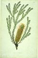 Banksia ericifolia