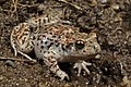 Iberian midwife toad