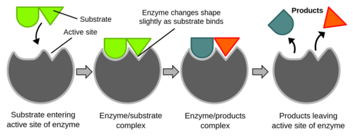 Khái quát cơ chế hoạt động của enzyme